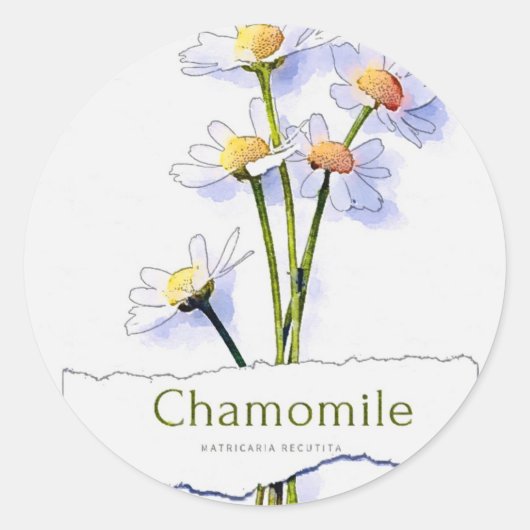 schilderij van de  waterverf Chamomile Ronde Sticker (Voorkant)