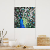 Schilderij van Peacock die zijn veren verspreidt Poster (Keuken)
