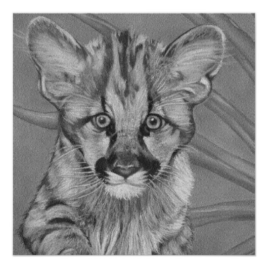 schilderij van schattig cougar kitten big cat wild perfect poster (Voorkant)