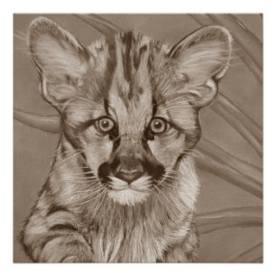 schilderij van schattig cougar kitten big cat wild perfect poster