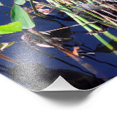 Schilderschildpad tussen de rietjes foto afdruk (Hoek)