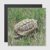 Schildkröte  (Voorkant / Achterkant)