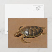 Schildkröte Briefkaart (Voorkant / Achterkant)