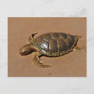 Schildkröte Briefkaart