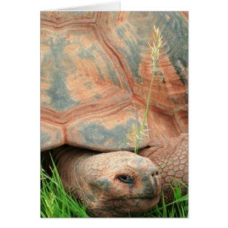 Schildpad