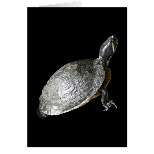 Schildpad (Voorkant)