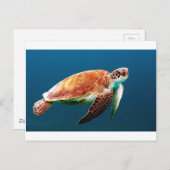 schildpad-863 briefkaart (Voorkant / Achterkant)