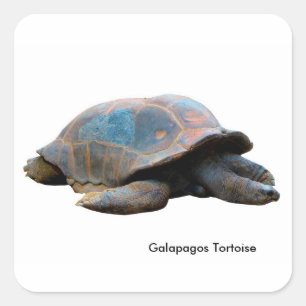 Schildpad afbeelding voor Square-Stickers-Glossy Vierkante Sticker