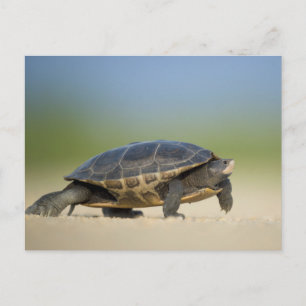 Schildpad / Amfibie / Reptiel Close-up Ansichtkaar Briefkaart