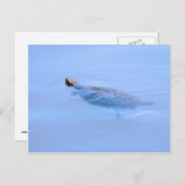 Schildpad bij passie briefkaart (Voorkant / Achterkant)