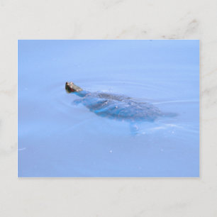 Schildpad bij passie briefkaart