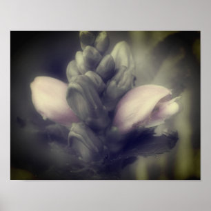 Schildpad bloem in gedeeltelijke kleur poster