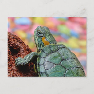 Schildpad Briefkaart