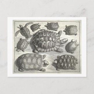 schildpad briefkaart