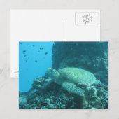 Schildpad Briefkaart (Voorkant / Achterkant)