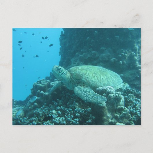 Schildpad Briefkaart (Voorkant)