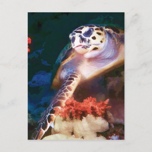 Schildpad Briefkaart (Voorkant)