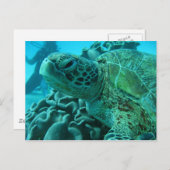 Schildpad Briefkaart (Voorkant / Achterkant)