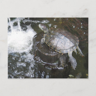 Schildpad Briefkaart
