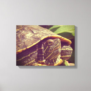 Schildpad Canvas Afdruk