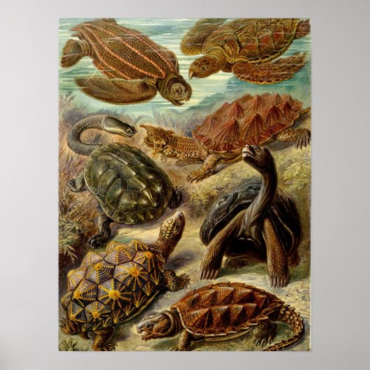schildpad (Chelonia) van Haeckel Poster (Voorkant)
