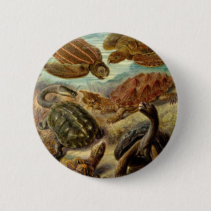 schildpad (Chelonia) van Haeckel Ronde Button 5,7 Cm