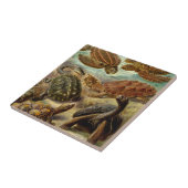 schildpad (Chelonia) van Haeckel Tegeltje (Zijkant)