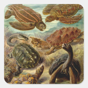 schildpad (Chelonia) van Haeckel Vierkante Sticker