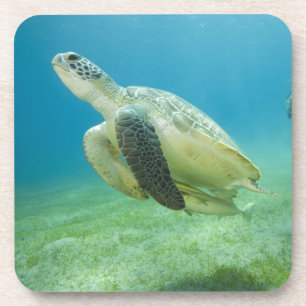 Schildpad Drankjes Onderzetter