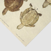Schildpad Ephemera Decoupage Tissuepapier (Detail)