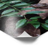 Schildpad Foto Afdruk (Hoek)