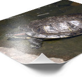 "Schildpad" Foto Afdruk (Hoek)