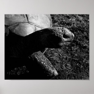 Schildpad Foto in Zwart en Wit Poster