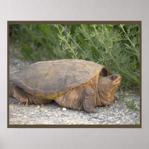 Schildpad Foto Poster