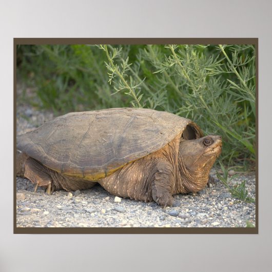 Schildpad Foto Poster (Voorkant)