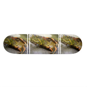 Schildpad Identificatie Skateboard