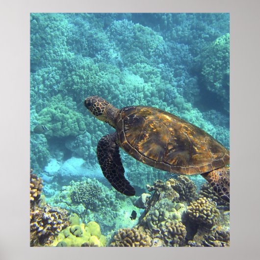 schildpad in de zee poster (Voorkant)