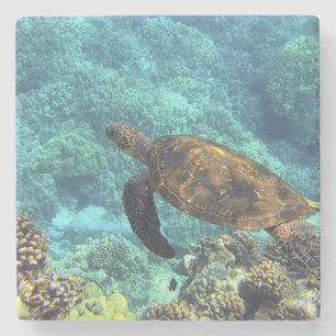 Schildpad in het zee stenen onderzetter