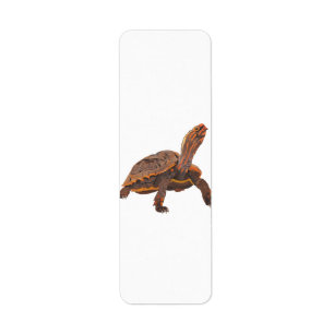 Schildpad Kopie Kopie Kopie Kopie Kopie Kopie Kopi Etiket