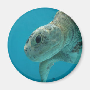 schildpad magneet