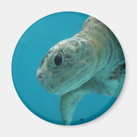 schildpad magneet (Voorkant)