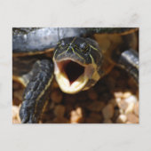 Schildpad met mond open Briefkaarten (Voorkant)