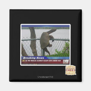 Schildpad ontvluchten magneet