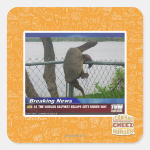 Schildpad ontvluchten vierkante sticker