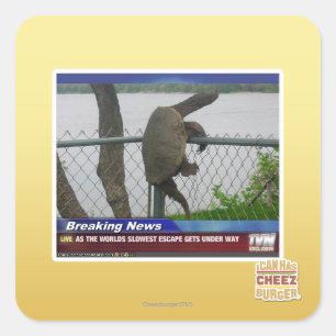 Schildpad ontvluchten vierkante sticker