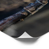 Schildpad Perfect Poster (Hoek)