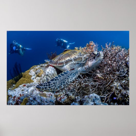 Schildpad Poster (Voorkant)