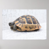 Schildpad Poster (Voorkant)