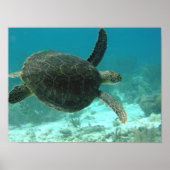 Schildpad Poster (Voorkant)