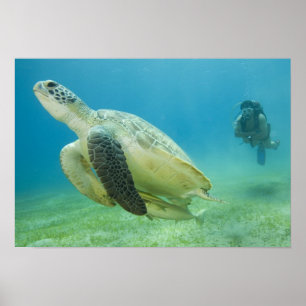 Schildpad Poster